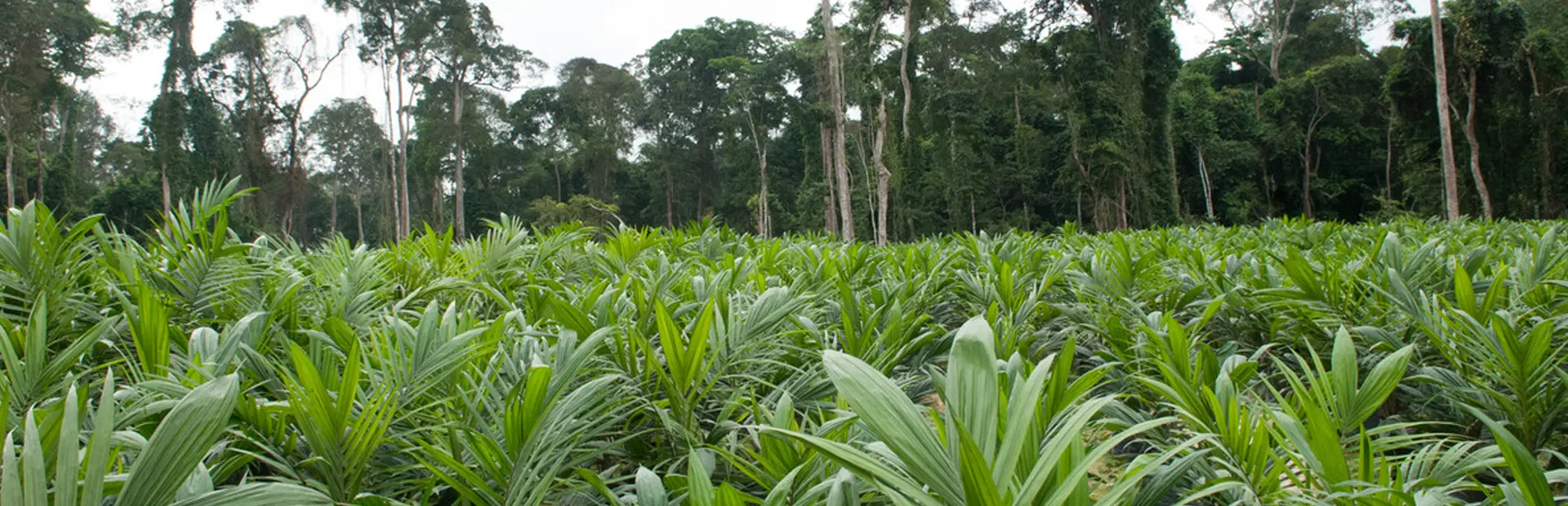 Seedlings being inserted into soils in a nursery, Olam. 