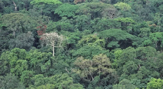 Ongoing Biodiversity Assessment