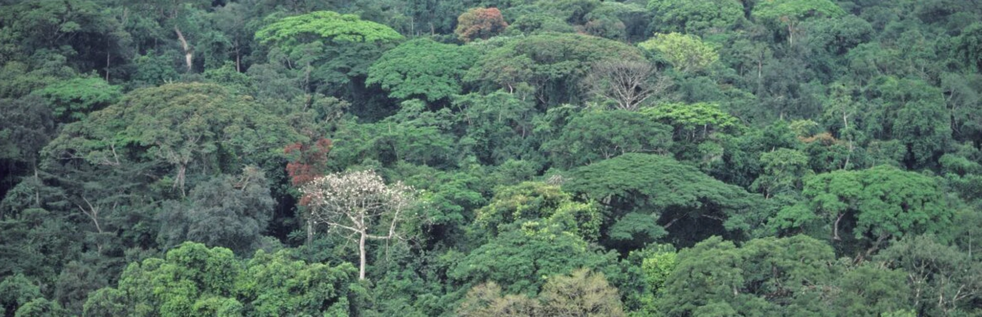 Protecting Forests & the Environment