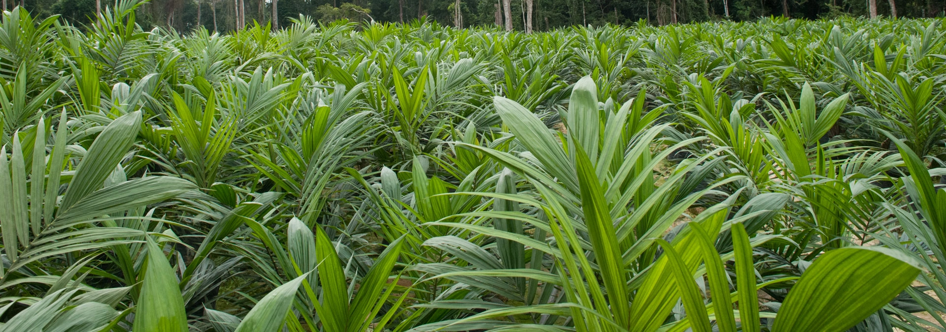 Palm Plantation