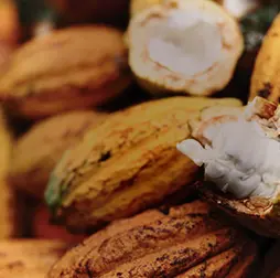 Olam cocoa offers a variety of flavours with a wide range of colours from vibrant red to dark brown, Olam