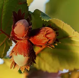 Hazelnuts